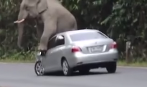 KDLINKS dash cams captures elephant sitting on car